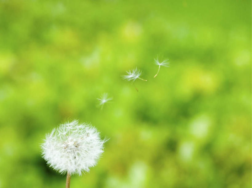 无人,横图,室外,特写,白天,正面,旅游,度假,草地,草坪,美景,植物,蒲公英,朦胧,模糊,盛开,景观,花蕾,娱乐,草,花,花瓣,花朵,鲜花,一朵,绿色,白色,自然,花苞,花蕊,享受,休闲,景色,放松,自然风光,蒲公草,尿床草,彩图