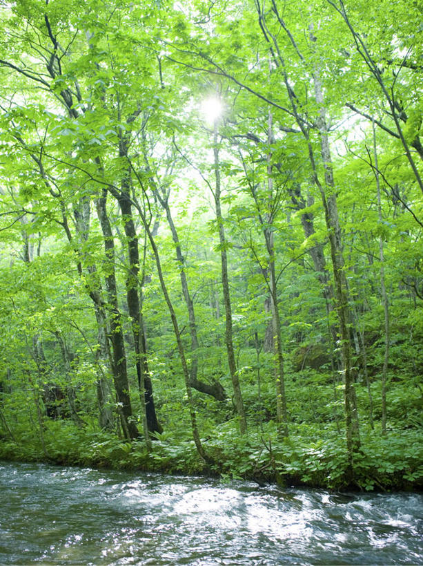 无人,竖图,室外,白天,正面,旅游,度假,河流,礁石,石头,美景,森林,树林,水,植物,日本,亚洲,阴影,波纹,反射,光线,石子,影子,河水,景观,水流,苔藓,涟漪,背光,娱乐,树,树木,蓝色,绿色,蓝天,水纹,天空,阳光,自然,波浪,天,享受,休闲,景色,放松,生长,晴朗,成长,波光粼粼,自然风光,逆光,东亚,本州,万里无云,本州岛,日本国,水晕,青森,青森县,东北地方,礁,石块,岩石,晴空,晴空万里,彩图