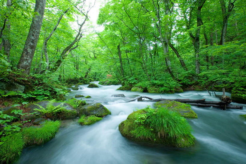 无人,横图,室外,白天,正面,旅游,度假,河流,礁石,石头,美景,森林,树林,水,植物,日本,亚洲,朦胧,模糊,石子,河水,景观,水流,苔藓,娱乐,树,树木,绿色,天空,自然,天,享受,休闲,景色,放松,生长,晴朗,成长,自然风光,东亚,本州,万里无云,本州岛,日本国,青森,青森县,东北地方,礁,石块,岩石,晴空,晴空万里,彩图