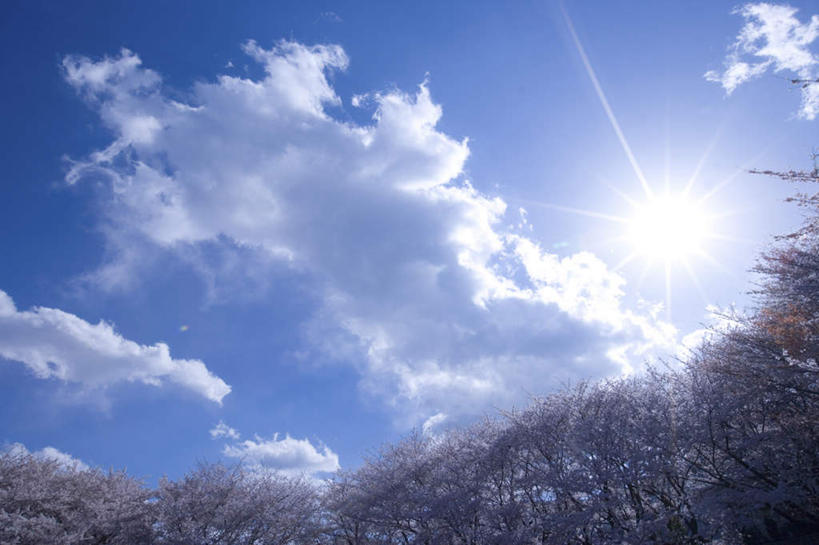 无人,横图,室外,白天,仰视,旅游,度假,美景,太阳,植物,樱花,许多,阴影,盛开,光线,影子,景观,云,云朵,花蕾,云彩,娱乐,花,花瓣,花朵,鲜花,树,树木,蓝色,绿色,白云,蓝天,天空,阳光,自然,天,花苞,花蕊,享受,休闲,景色,放松,生长,晴朗,成长,自然风光,仙樱花,福岛樱,青肤樱,晴空,荆桃,彩图,低角度拍摄