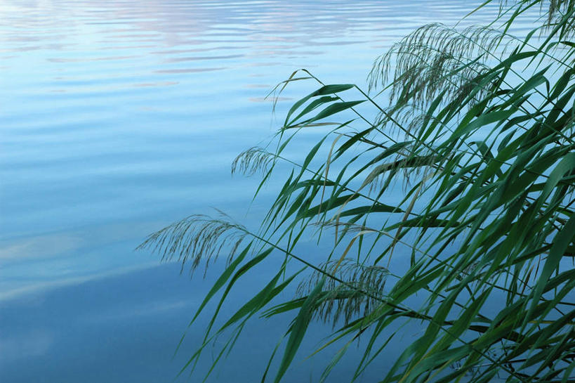 无人,横图,俯视,室外,白天,旅游,度假,美景,水,叶子,日本,亚洲,许多,波纹,液体,景观,水滴,水流,绿叶,涟漪,娱乐,水纹,自然,波浪,湖水,享受,休闲,嫩叶,景色,放松,波光粼粼,自然风光,东亚,本州,本州岛,日本国,中部地方,山梨,山梨县,水晕,叶,叶片,彩图,高角度拍摄,富士河口湖町