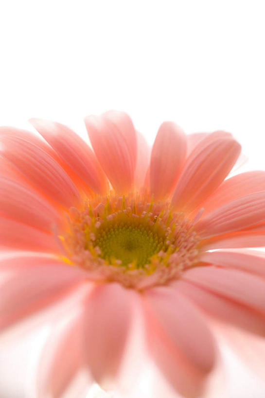 无人,竖图,俯视,室内,特写,白天,白色背景,朦胧,模糊,盛开,非洲菊,花蕾,花,花瓣,花朵,鲜花,一朵,粉色,花苞,花蕊,菊花,摄影,影棚,扶郎花,灯盏花,千日菊,彩图,高角度拍摄,影棚拍摄,拍摄