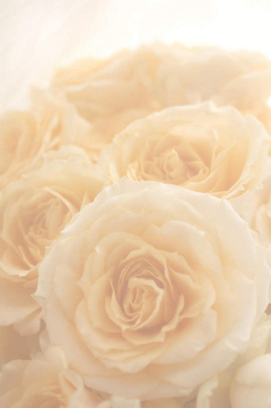 无人,竖图,俯视,室内,特写,白天,白色背景,爱情,幸福,纯洁,热情,玫瑰,朦胧,模糊,盛开,玫瑰花,浪漫,花蕾,花,花瓣,花朵,鲜花,粉色,花苞,花蕊,温暖,温馨,恩爱,摄影,影棚,和睦,感动,尊敬,天真,刺玫花,徘徊花,彩图,高角度拍摄,影棚拍摄,拍摄,融洽