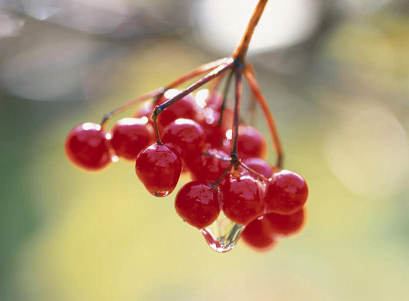 无人,横图,室外,特写,白天,正面,旅游,度假,美景,水果,北海道,日本,亚洲,许多,朦胧,模糊,新鲜,景观,生食,食品,果实,娱乐,食物,红色,自然,果肉,享受,休闲,景色,放松,有机食品,绿色食品,自然风光,东亚,蔷薇果,日本国,北海道地方,北海道岛,玫瑰果,彩图