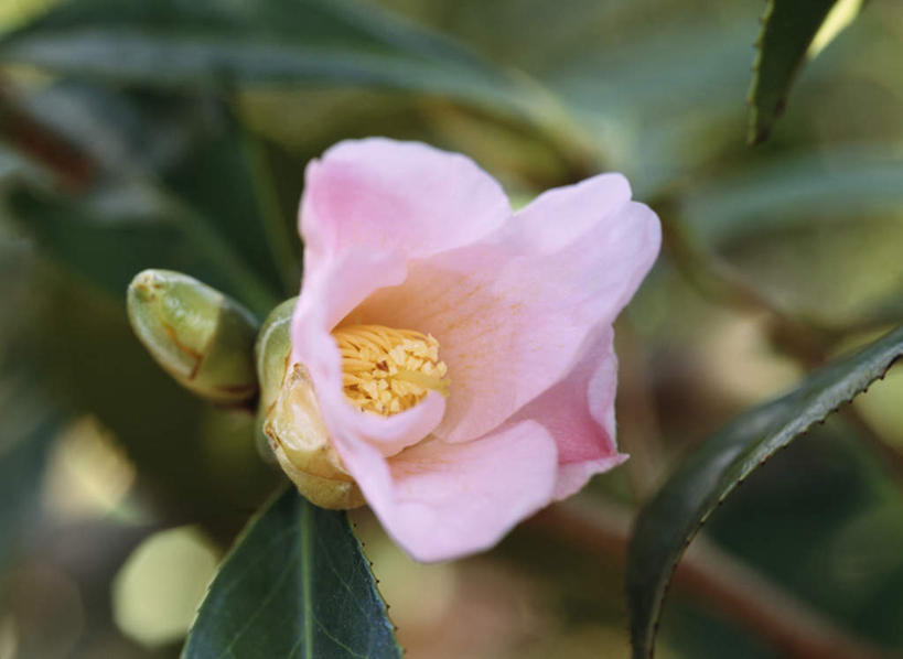 无人,横图,俯视,室外,特写,白天,旅游,度假,美景,山茶花,叶子,东京,日本,亚洲,朦胧,模糊,盛开,景观,绿叶,花蕾,娱乐,花,花瓣,花朵,鲜花,一朵,粉色,自然,花苞,花蕊,享受,休闲,嫩叶,景色,放松,自然风光,东亚,本州,关东地方,本州岛,日本国,东京都,玉茗花,耐冬,海石榴,茶花,叶,叶片,彩图,高角度拍摄