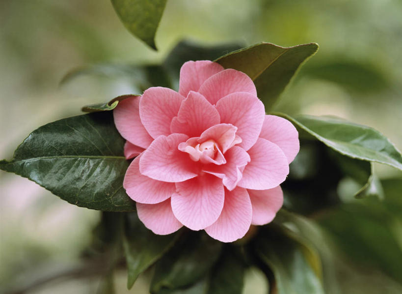 无人,横图,俯视,室外,特写,白天,旅游,度假,美景,山茶花,叶子,东京,日本,亚洲,朦胧,模糊,盛开,景观,绿叶,花蕾,娱乐,花,花瓣,花朵,鲜花,一朵,粉色,自然,花苞,花蕊,享受,休闲,嫩叶,景色,放松,自然风光,东亚,本州,关东地方,本州岛,日本国,东京都,玉茗花,耐冬,海石榴,茶花,叶,叶片,彩图,高角度拍摄