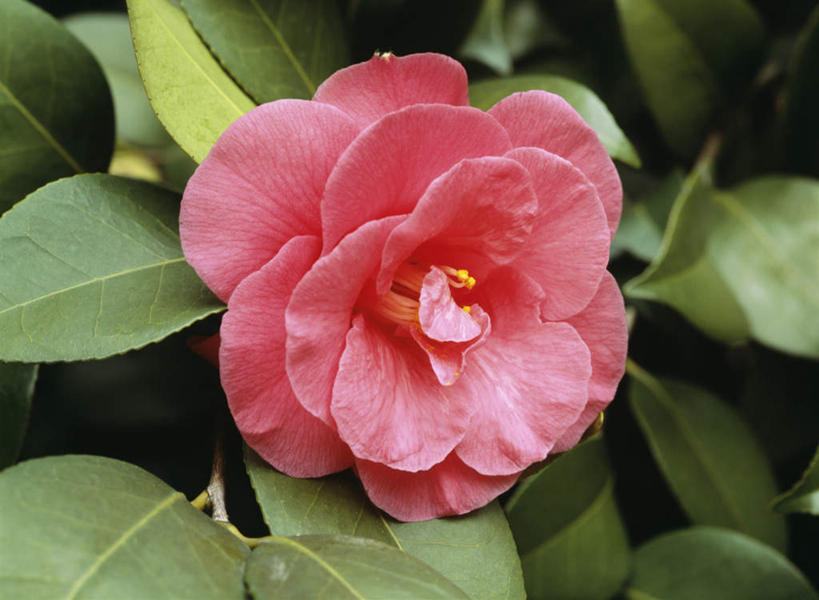 无人,横图,俯视,室外,特写,白天,旅游,度假,美景,山茶花,叶子,东京,日本,亚洲,朦胧,模糊,盛开,景观,绿叶,花蕾,娱乐,花,花瓣,花朵,鲜花,一朵,红色,自然,花苞,花蕊,享受,休闲,嫩叶,景色,放松,自然风光,东亚,本州,关东地方,本州岛,日本国,东京都,玉茗花,耐冬,海石榴,茶花,叶,叶片,彩图,高角度拍摄