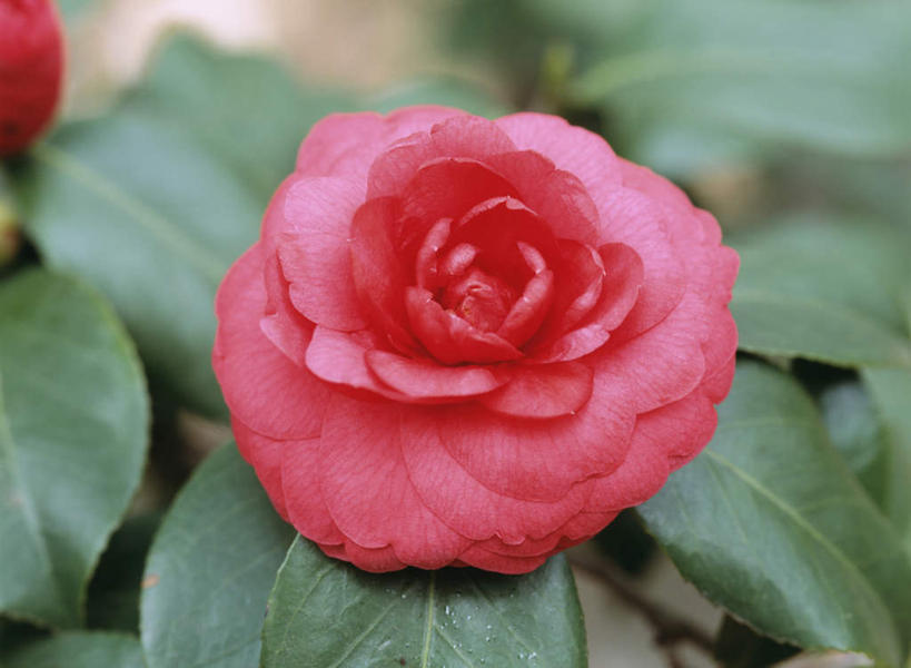 无人,横图,俯视,室外,特写,白天,旅游,度假,美景,山茶花,叶子,东京,日本,亚洲,朦胧,模糊,盛开,景观,绿叶,花蕾,娱乐,花,花瓣,花朵,鲜花,一朵,粉色,自然,花苞,花蕊,享受,休闲,嫩叶,景色,放松,自然风光,东亚,本州,关东地方,本州岛,日本国,东京都,玉茗花,耐冬,海石榴,茶花,叶,叶片,彩图,高角度拍摄