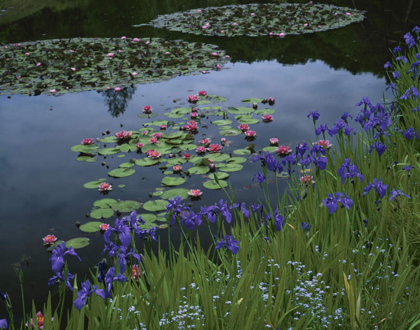 横图,俯视,室外,白天,旅游,度假,美景,水,睡莲,北海道,日本,亚洲,许多,盛开,池塘,景观,水流,水面,花蕾,娱乐,花,花瓣,花朵,鲜花,粉色,紫色,自然,花苞,花蕊,享受,休闲,景色,放松,自然风光,东亚,纯真,妖艳,日本国,北海道地方,北海道岛,水芹花,抒情,洁净,水洋花,子午莲,彩图,高角度拍摄