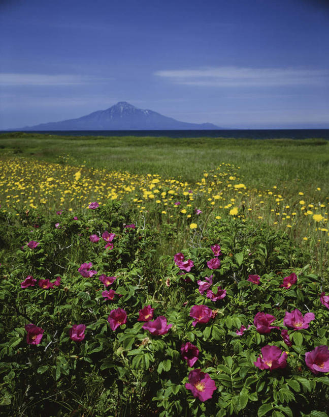无人,竖图,室外,白天,正面,旅游,度假,美景,山,山脉,北海道,日本,亚洲,许多,盛开,地平线,景观,山峰,辽阔,地面,山峦,花蕾,娱乐,花,花瓣,花朵,鲜花,蓝色,蓝天,天空,自然,群山,天,花苞,花蕊,享受,休闲,景色,放松,晴朗,一望无际,自然风光,延伸,东亚,万里无云,日本国,天地相交,北海道地方,北海道岛,晴空,晴空万里,彩图,利尻山,利尻町,利尻岳