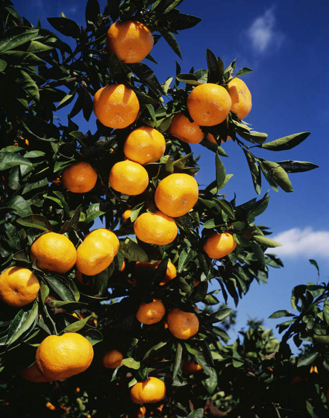无人,竖图,室外,特写,白天,仰视,植物,柑橘,水果,神奈川,日本,亚洲,许多,新鲜,云,云朵,生食,食品,果实,神奈川县,云彩,树,树木,食物,蓝色,绿色,白云,蓝天,天空,自然,天,有机食品,绿色食品,生长,晴朗,成长,东亚,本州,关东地方,本州岛,日本国,晴空,橘子,桔子,橙子,橙,彩图,低角度拍摄