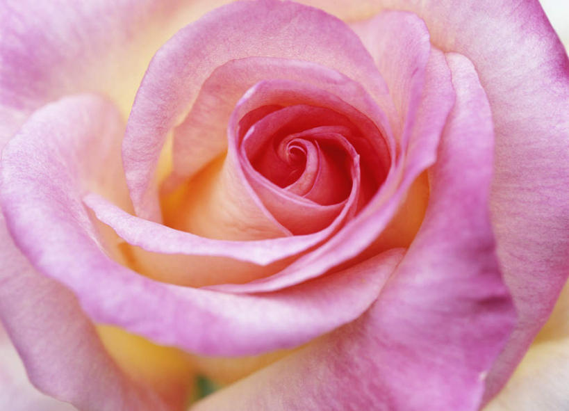 无人,横图,俯视,室外,特写,白天,爱情,幸福,纯洁,热情,玫瑰,神奈川,日本,亚洲,朦胧,模糊,盛开,玫瑰花,神奈川县,浪漫,花蕾,花,花瓣,花朵,鲜花,粉色,花苞,花蕊,温暖,温馨,恩爱,和睦,感动,东亚,本州,关东地方,本州岛,日本国,尊敬,天真,刺玫花,徘徊花,彩图,高角度拍摄,融洽