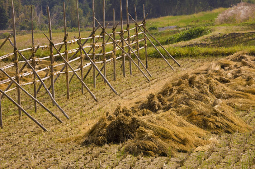 无人,农田,栏杆,横图,俯视,室外,白天,旅游,度假,农业,庄稼,农作物,美景,日本,亚洲,丰收,朦胧,模糊,栅栏,稻田,景观,篱笆,围栏,娱乐,护栏,自然,享受,休闲,景色,放松,收获,自然风光,东亚,本州,本州岛,日本国,近畿地方,近畿,滋贺,滋贺县,彩图,高角度拍摄,耕地,庄稼田