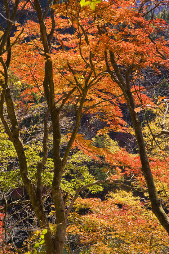 无人,竖图,室外,白天,仰视,旅游,度假,美景,秋季,森林,树林,植物,叶子,日本,亚洲,朦胧,模糊,景观,娱乐,树,树木,黄色,红色,绿色,自然,享受,休闲,景色,放松,生长,成长,自然风光,东亚,本州,本州岛,日本国,近畿地方,近畿,滋贺,滋贺县,叶,叶片,秋,秋天,彩图,低角度拍摄