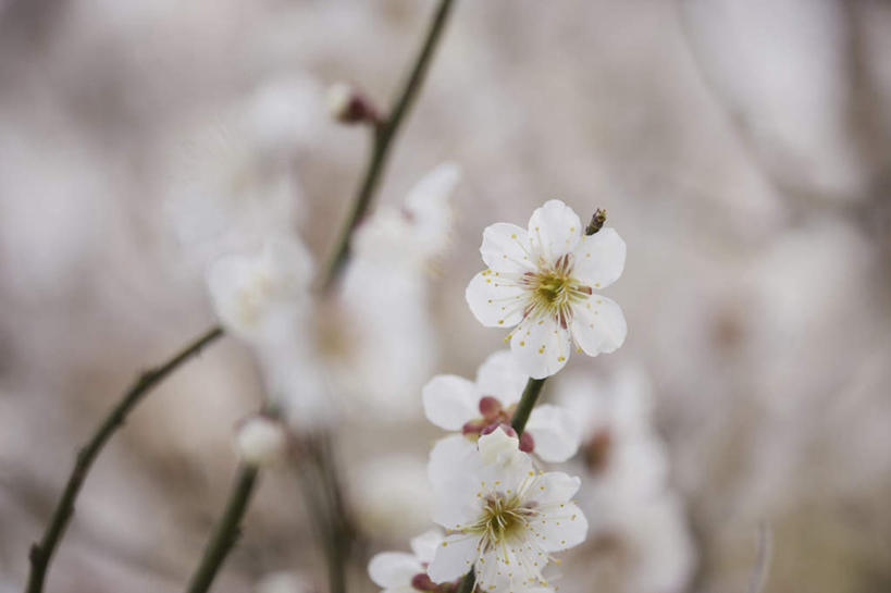 无人,横图,室外,特写,白天,正面,旅游,度假,美景,植物,朦胧,模糊,盛开,景观,梅花,花蕾,娱乐,花,花瓣,花朵,鲜花,树,树木,树枝,绿色,白色,自然,花苞,花蕊,享受,休闲,景色,放松,生长,成长,高雅,坚强,自然风光,梅,彩图