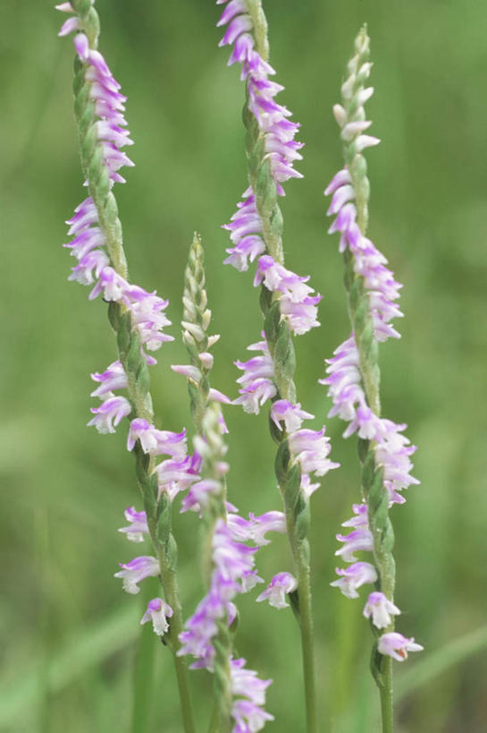 无人,竖图,室外,特写,白天,正面,旅游,度假,美景,植物,叶子,日本,亚洲,三朵,朦胧,模糊,盛开,景观,绿叶,娱乐,花,花瓣,花朵,花卉,鲜花,紫色,自然,花蕊,享受,休闲,嫩叶,景色,放松,自然风光,东亚,本州,关东地方,本州岛,日本国,崎玉,崎玉县,反皮索,鲤鱼草,盘龙参,绶草,叶,叶片,彩图