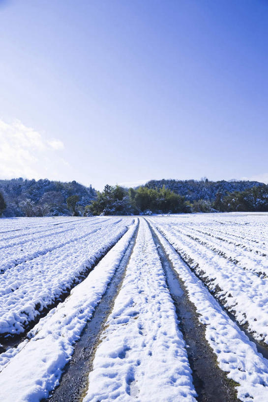 无人,竖图,室外,白天,仰视,旅游,度假,美景,森林,树林,雪,植物,大雪,日本,亚洲,一排,阴影,整齐,光线,影子,积雪,景观,雪景,云,云朵,冬季,冬天,云彩,娱乐,树,树木,排列,蓝色,绿色,白云,蓝天,天空,阳光,自然,天,享受,休闲,景色,放松,寒冷,生长,晴朗,成长,队列,自然风光,东亚,本州,本州岛,日本国,近畿地方,近畿,滋贺,滋贺县,严寒,晴空,彩图,低角度拍摄