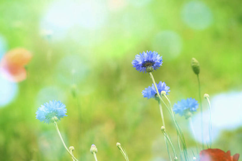 无人,横图,室外,特写,白天,仰视,旅游,度假,花海,花圃,美景,植物,勿忘我,罂粟,叶子,许多,朦胧,模糊,盛开,景观,绿叶,草药,花蕾,娱乐,中药,花,花瓣,花朵,花卉,鲜花,蓝色,绿色,紫色,自然,花丛,花田,花苞,花蕊,享受,休闲,嫩叶,景色,放松,生长,成长,毒品,自然风光,药材,中草药,中药材,本草,止痛,镇静,安眠,叶,叶片,罂粟花,星辰花,勿忘草,斯太菊,矶松,彩图,低角度拍摄