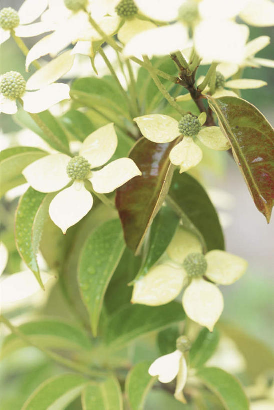 无人,竖图,俯视,室外,特写,白天,旅游,度假,美景,日本,亚洲,许多,朦胧,模糊,盛开,景观,花蕾,娱乐,花,花瓣,花朵,鲜花,白色,自然,花苞,花蕊,享受,休闲,景色,放松,自然风光,东亚,山茱萸,本州,关东地方,本州岛,日本国,崎玉,崎玉县,山萸肉,山芋肉,蜀酸枣,天木籽,药枣,萸肉,枣皮,彩图,高角度拍摄