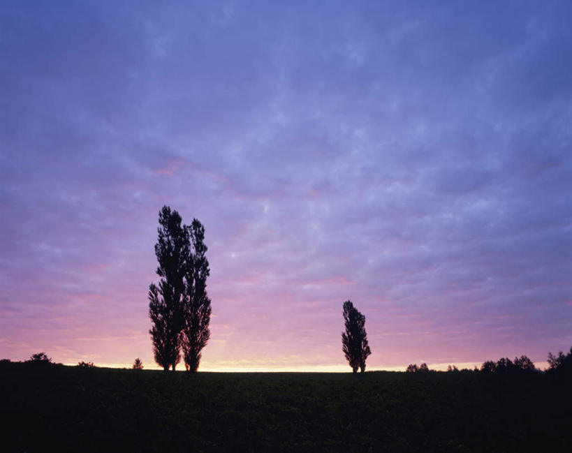 无人,横图,室外,白天,正面,旅游,度假,草地,草坪,美景,日落,树林,植物,北海道,日本,亚洲,朦胧,模糊,景观,晚霞,霞光,背光,娱乐,草,树,树木,绿色,自然,黄昏,享受,休闲,景色,彩霞,放松,生长,成长,自然风光,逆光,东亚,日本国,北海道地方,北海道岛,美瑛町,美瑛,夕阳,彩图