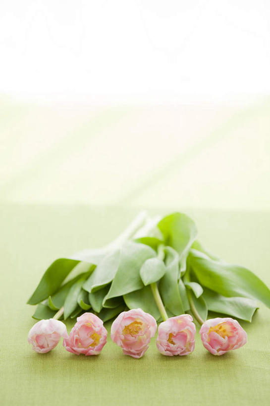 无人,竖图,俯视,室内,特写,白天,爱情,餐桌,窗户,桌子,郁金香,五朵,一排,许多,阴影,黄色背景,朦胧,模糊,整齐,盛开,光线,影子,祝福,花蕾,玻璃窗,花,花瓣,花朵,鲜花,排列,粉色,阳光,花苞,花蕊,摄影,影棚,餐台,表白,队列,荣誉,永恒,郁香,洋荷花,草麝香,彩图,高角度拍摄,影棚拍摄,拍摄