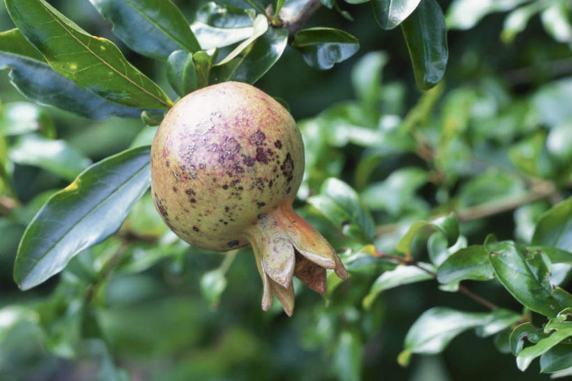 无人,横图,室外,特写,白天,正面,美景,植物,石榴,水果,叶子,日本,亚洲,许多,朦胧,模糊,新鲜,景观,生食,食品,果实,绿叶,树,树木,食物,一个,绿色,自然,嫩叶,景色,有机食品,绿色食品,生长,单个,成长,自然风光,东亚,本州,关东地方,本州岛,日本国,崎玉,崎玉县,叶,叶片,涂林,若榴,金罂,金庞,丹若,安石榴,彩图