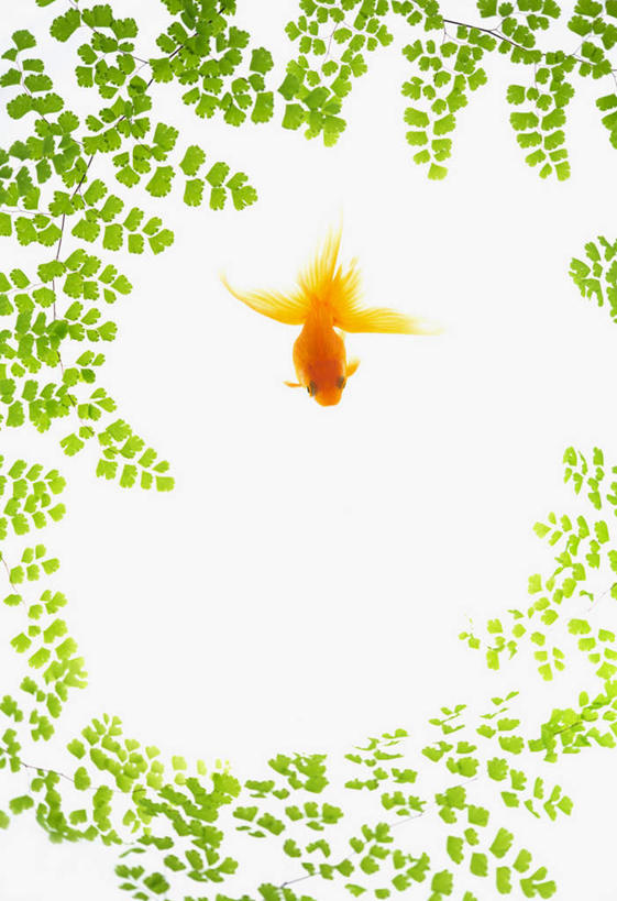 无人,竖图,俯视,室内,白天,白色背景,数码,科技,叶子,一条,许多,阴影,网络,金鱼,鱼,绿叶,高光,几何,计算机图形,合成,鱼类,金色,嫩叶,电脑合成图,数码合成图,写实,具体,具象,观赏鱼,金鲫鱼,叶,叶片,彩图,高角度拍摄,全身