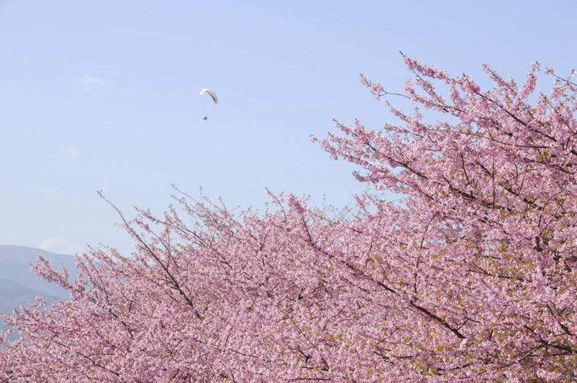 无人,横图,室外,白天,仰视,旅游,度假,美景,山,山脉,樱花,降落伞,朦胧,模糊,盛开,景观,山峰,山峦,着陆,花蕾,娱乐,花,花瓣,花朵,鲜花,粉色,蓝色,蓝天,天空,自然,群山,天,花苞,花蕊,享受,休闲,景色,放松,晴朗,登陆,自然风光,下降,降落,万里无云,仙樱花,福岛樱,青肤樱,晴空,晴空万里,荆桃,彩图,低角度拍摄