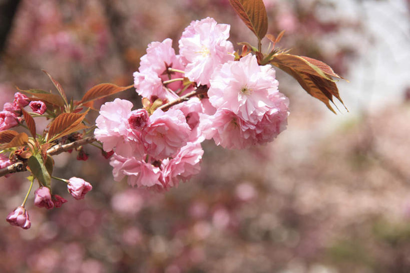 无人,横图,室外,特写,白天,正面,旅游,度假,美景,植物,樱花,叶子,许多,朦胧,模糊,盛开,景观,绿叶,花蕾,娱乐,花,花瓣,花朵,鲜花,树,树木,粉色,绿色,自然,花苞,花蕊,享受,休闲,嫩叶,景色,放松,生长,成长,自然风光,仙樱花,福岛樱,青肤樱,叶,叶片,荆桃,彩图