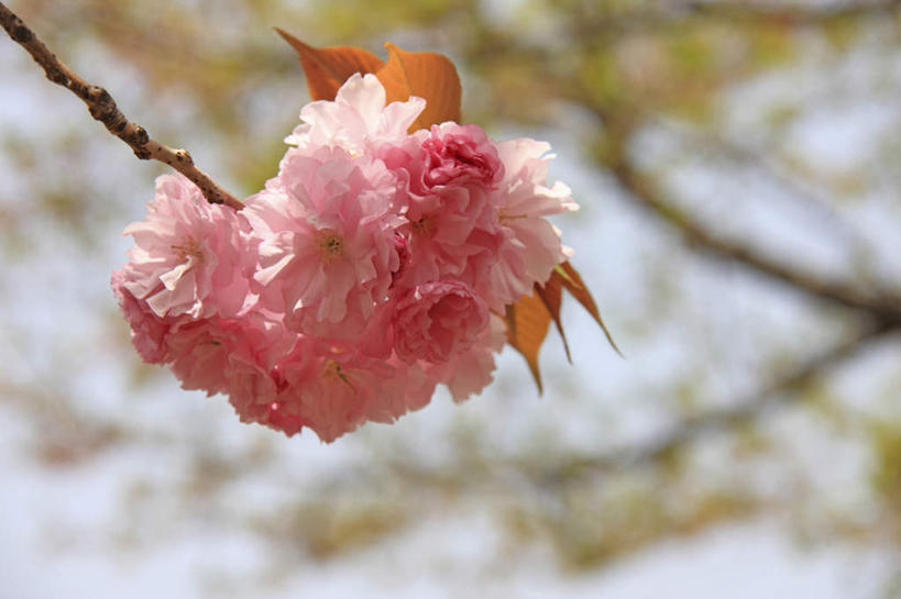 无人,横图,室外,特写,白天,正面,旅游,度假,美景,植物,樱花,叶子,许多,朦胧,模糊,盛开,景观,绿叶,花蕾,娱乐,花,花瓣,花朵,鲜花,树,树木,粉色,绿色,自然,花苞,花蕊,享受,休闲,嫩叶,景色,放松,生长,成长,自然风光,仙樱花,福岛樱,青肤樱,叶,叶片,荆桃,彩图