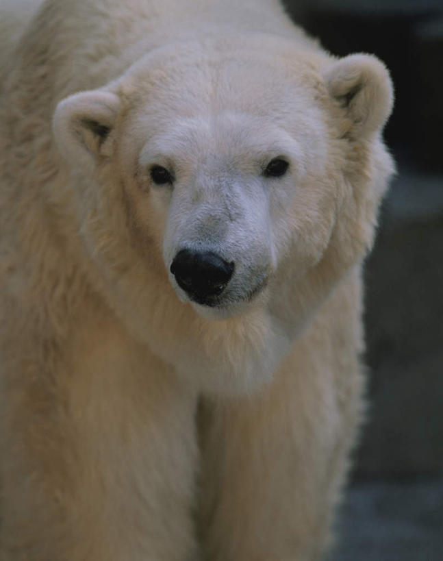 无人,站,竖图,室外,特写,白天,正面,旅游,度假,美景,北极熊,野生动物,熊,一头,朦胧,模糊,景观,注视,娱乐,自然,动物,观察,看,站着,享受,休闲,景色,放松,观看,察看,关注,自然风光,凶猛,残暴,凶残,白熊,站立,半身,彩图