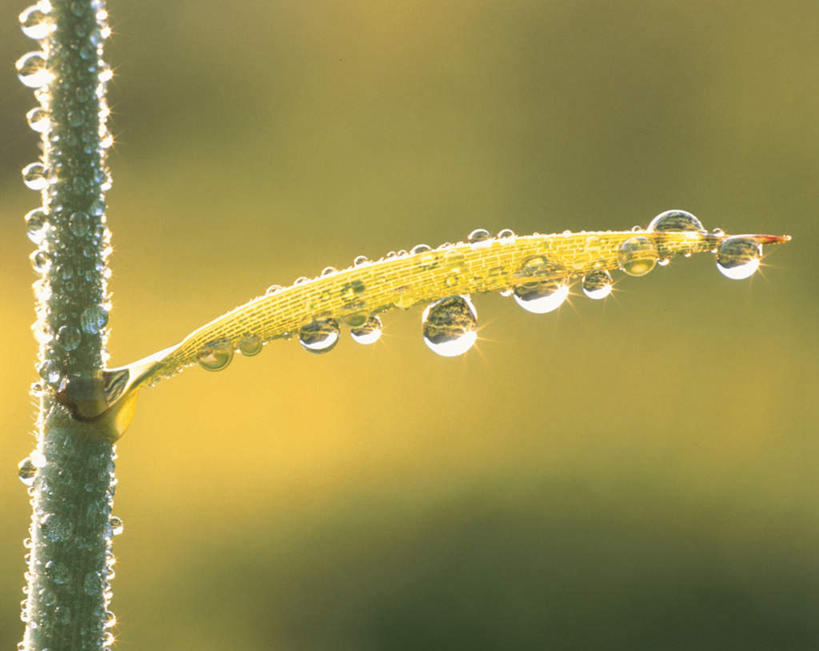 无人,横图,室外,特写,白天,正面,旅游,度假,美景,植物,露水,叶子,一棵,朦胧,模糊,景观,绿叶,娱乐,树,树木,绿色,自然,露珠,享受,休闲,嫩叶,景色,放松,生长,成长,自然风光,叶,叶片,彩图
