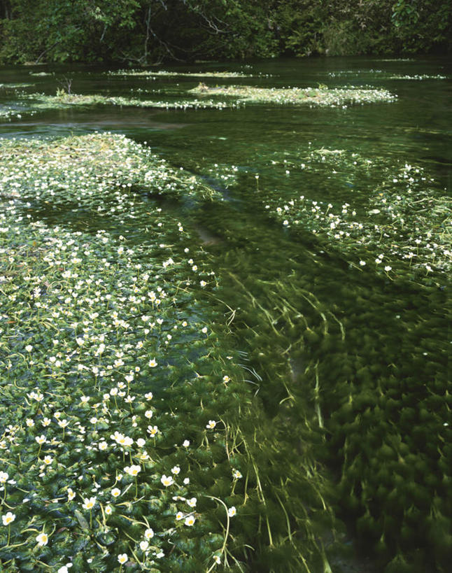 无人,竖图,俯视,室外,特写,白天,旅游,度假,河流,美景,水,北海道,日本,亚洲,许多,阴影,朦胧,模糊,盛开,光线,影子,河水,景观,水流,花蕾,娱乐,花,花瓣,花朵,鲜花,阳光,自然,花苞,花蕊,享受,休闲,景色,放松,自然风光,东亚,日本国,北海道地方,北海道岛,彩图,高角度拍摄