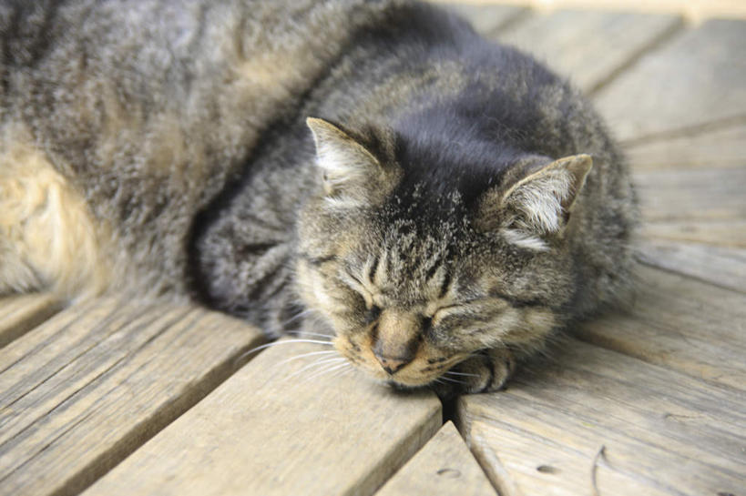 无人,躺,闭眼,睡,横图,俯视,室外,特写,白天,旅游,度假,美景,地板,宠物,猫,阴影,朦胧,模糊,光线,影子,景观,地面,娱乐,木地板,一只,阳光,自然,动物,享受,休闲,景色,放松,可爱,自然风光,猫咪,卧着,闭眼睛,闭着眼,闭着眼睛,困,困觉,寝息,睡觉,躺着,卧,半身,彩图,高角度拍摄