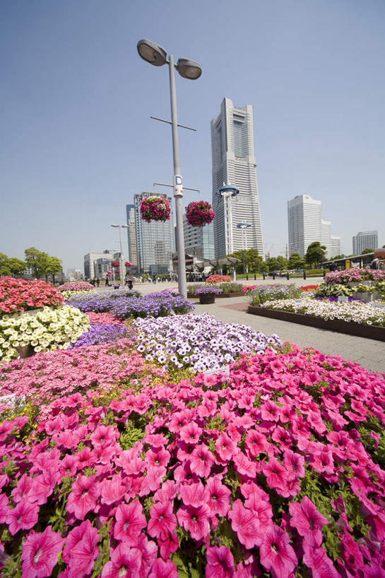 无人,高楼大厦,竖图,室外,白天,仰视,旅游,度假,花海,花圃,美景,植物,城市风光,城市,大厦,道路,建筑,路,路灯,摩天大楼,叶子,照明,神奈川,日本,亚洲,许多,阴影,朦胧,模糊,盛开,光线,影子,景观,小路,灯光,交通,神奈川县,花蕾,娱乐,建设,灯,花,花瓣,花朵,花卉,鲜花,树,树木,黄色,红色,绿色,紫色,白色,阳光,自然,花丛,花束,花田,花苞,花蕊,享受,休闲,景色,放松,生长,成长,照亮,照明设备,自然风光,东亚,本州,关东地方,本州岛,日本国,彩图,低角度拍摄,大楼,高层建筑,高楼,摩天楼