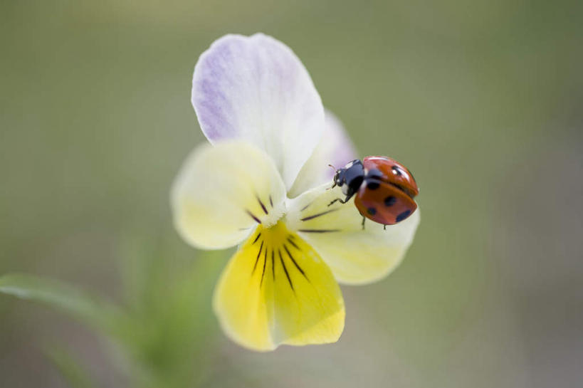 无人,攀登,横图,俯视,室外,白天,旅游,度假,幸福,美景,紫罗兰,瓢虫,阴影,朦胧,模糊,盛开,光线,昆虫,影子,景观,清凉,花蕾,娱乐,花,花瓣,花朵,鲜花,一朵,一只,黄色,紫色,阳光,自然,动物,夏天,花苞,花蕊,享受,休闲,爬,景色,放松,自然风光,益虫,永恒,质朴,美德,草紫罗兰,草桂花,攀爬,彩图,高角度拍摄,全身