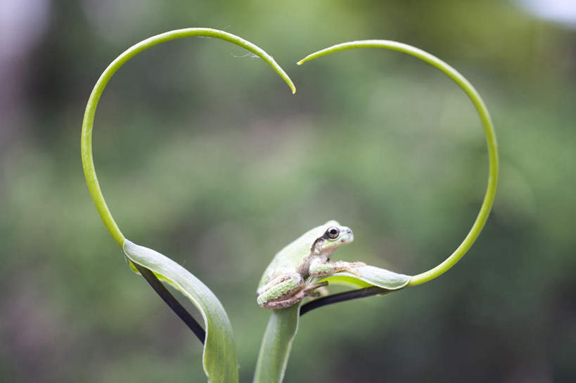 无人,横图,室外,特写,白天,侧面,爱情,旅游,度假,草地,草坪,美景,植物,青蛙,野生动物,北海道,日本,亚洲,阴影,爱心,朦胧,模糊,光线,影子,景观,浪漫,娱乐,草,一只,绿色,阳光,自然,动物,趴着,享受,休闲,温暖,温馨,心形,景色,恩爱,放松,可爱,活泼,和睦,自然风光,东亚,日本国,北海道地方,北海道岛,美瑛町,美瑛,心型,趴,彩图,全身,融洽