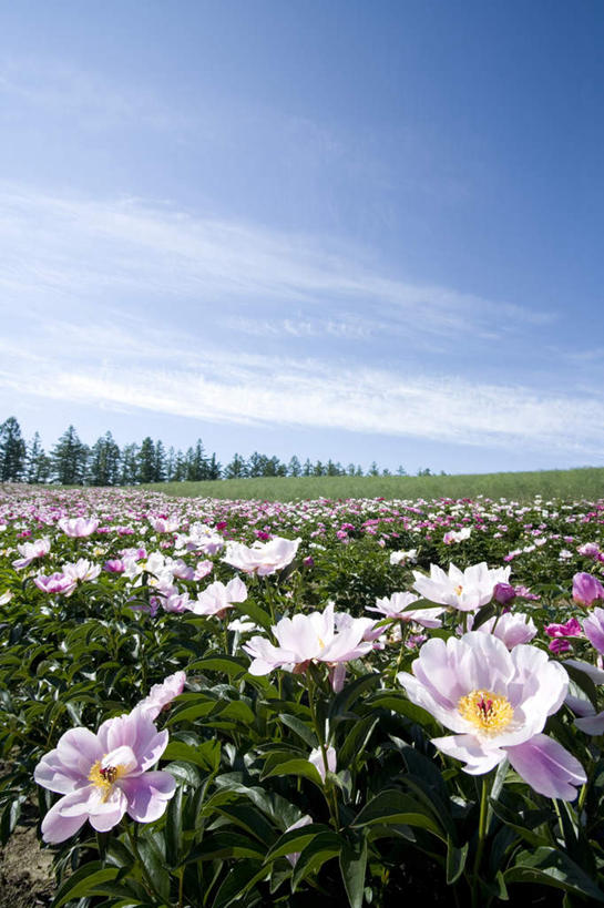 无人,竖图,全景,室外,白天,仰视,旅游,度假,草地,草坪,美景,天际线,植物,牡丹花,北海道,日本,亚洲,一排,许多,阴影,朦胧,模糊,整齐,光线,影子,地平线,景观,云,云朵,辽阔,地面,云彩,娱乐,草,树,树木,排列,蓝色,绿色,白云,蓝天,天空,阳光,自然,天,享受,休闲,景色,放松,生长,晴朗,成长,一望无际,富贵,队列,自然风光,延伸,东亚,日本国,天地相交,北海道地方,北海道岛,美瑛町,鼠姑,鹿韭,白茸,百雨金,浓情,美瑛,圆满,富贵花,洛阳花,牡丹,木芍药,芍药,晴空,彩图,低角度拍摄