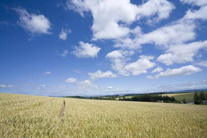 无人,农田,横图,全景,室外,白天,正面,旅游,度假,庄稼,农作物,草地,草坪,美景,树林,天际线,植物,北海道,日本,亚洲,一排,朦胧,模糊,整齐,地平线,景观,云,云朵,辽阔,地面,云彩,娱乐,草,树,树木,排列,蓝色,绿色,白云,蓝天,天空,自然,天,享受,休闲,景色,放松,生长,晴朗,成长,一望无际,队列,自然风光,延伸,东亚,日本国,天地相交,北海道地方,北海道岛,美瑛町,美瑛,晴空,彩图,耕地,庄稼田