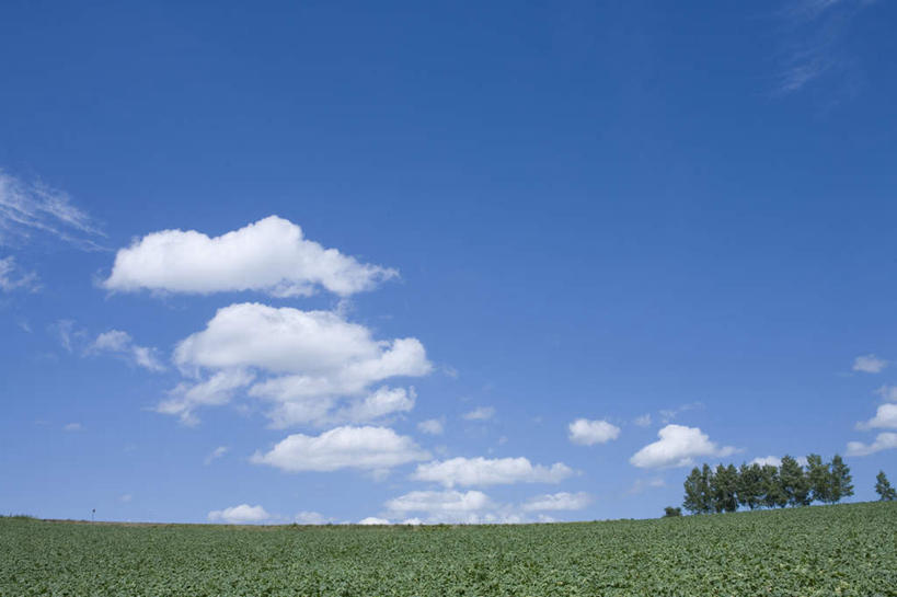 无人,农田,横图,全景,室外,白天,正面,旅游,度假,庄稼,农作物,草地,草坪,美景,树林,天际线,植物,北海道,日本,亚洲,一排,朦胧,模糊,整齐,地平线,景观,云,云朵,辽阔,地面,云彩,娱乐,草,树,树木,排列,蓝色,绿色,白云,蓝天,天空,自然,天,享受,休闲,景色,放松,生长,晴朗,成长,一望无际,队列,自然风光,延伸,东亚,日本国,天地相交,北海道地方,北海道岛,美瑛町,美瑛,晴空,彩图,耕地,庄稼田