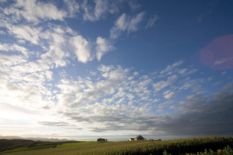 无人,农田,横图,全景,室外,白天,仰视,旅游,度假,庄稼,农作物,草地,草坪,美景,树林,天际线,植物,北海道,日本,亚洲,一排,朦胧,模糊,整齐,地平线,景观,云,云朵,辽阔,地面,云彩,娱乐,草,树,树木,排列,蓝色,绿色,白云,蓝天,天空,自然,天,享受,休闲,景色,放松,生长,晴朗,成长,一望无际,队列,自然风光,延伸,东亚,日本国,天地相交,北海道地方,北海道岛,美瑛町,美瑛,晴空,彩图,低角度拍摄,耕地,庄稼田