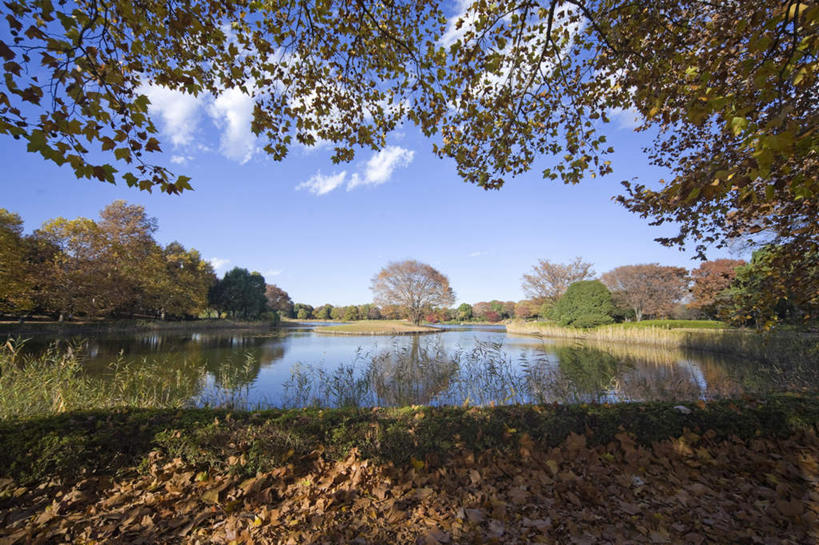 无人,横图,室外,白天,正面,旅游,度假,草地,草坪,湖,湖泊,美景,秋季,树林,水,植物,叶子,阴影,朦胧,模糊,反射,影子,池塘,湖面,景观,水流,水面,云,云朵,枯叶,落叶,云彩,娱乐,草,树,树木,蓝色,绿色,白云,蓝天,天空,自然,湖水,天,享受,休闲,景色,放松,生长,晴朗,成长,自然风光,叶,叶片,晴空,秋,秋天,彩图