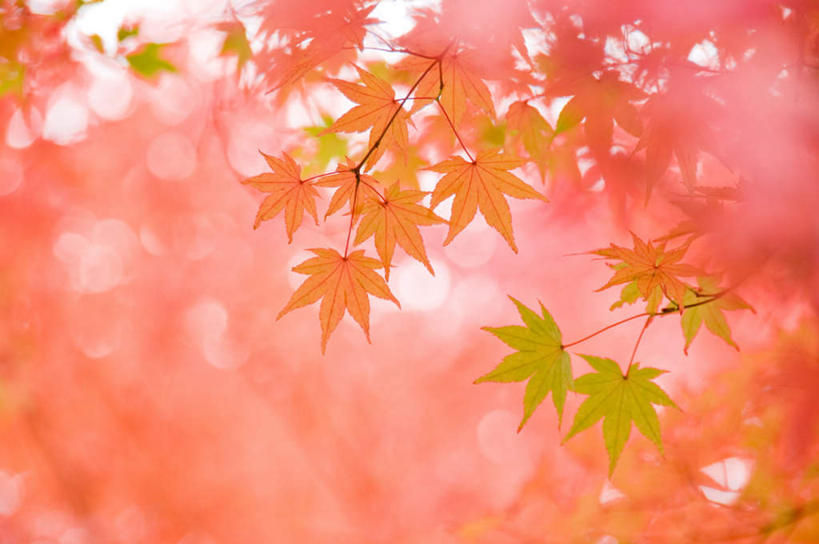 无人,横图,室外,特写,白天,正面,旅游,度假,美景,静物,叶子,许多,朦胧,模糊,景观,枫叶,枯叶,落叶,娱乐,黄色,红色,自然,享受,休闲,景色,放松,枫树叶,自然风光,叶,叶片,彩图