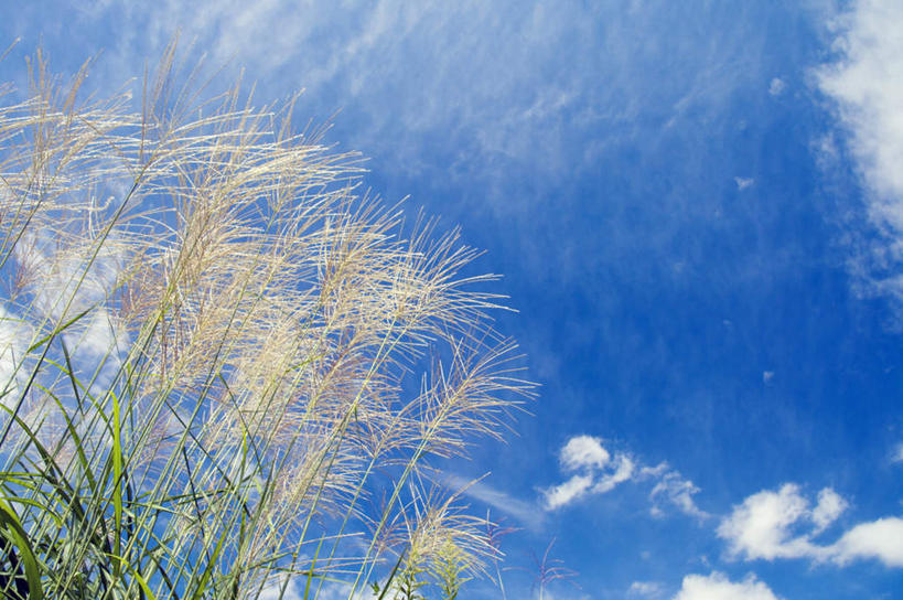 无人,横图,室外,白天,仰视,旅游,度假,草地,草坪,美景,植物,日本,亚洲,朦胧,模糊,景观,云,云朵,云彩,娱乐,草,蓝色,绿色,白云,蓝天,天空,自然,天,享受,休闲,景色,放松,晴朗,自然风光,东亚,本州,茨城,茨城县,关东地方,本州岛,日本国,晴空,彩图,低角度拍摄