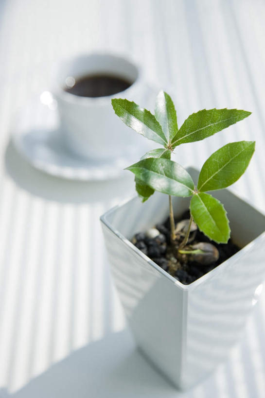 咖啡,无人,竖图,俯视,室内,特写,白天,幸福,植物,餐桌,桌子,杯子,餐具,叶子,阴影,朦胧,模糊,光线,瓷器,碟子,盘,盆栽,影子,绿叶,咖啡杯,盆景,陶瓷制品,娱乐,饮料,绿色,阳光,自然,盘子,碟,享受,休闲,温馨,嫩叶,放松,乐趣,生长,成长,餐台,提神,舒适,瓷杯,醒脑,软饮料,叶,叶片,彩图,高角度拍摄