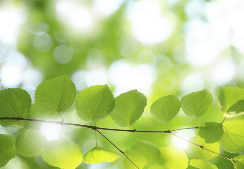 无人,横图,室外,特写,白天,正面,植物,叶子,阴影,朦胧,模糊,光线,纹理,影子,灯光,绿叶,背光,树,树木,绿色,自然,嫩叶,生长,成长,逆光,肌理,叶,叶片,叶脉,彩图
