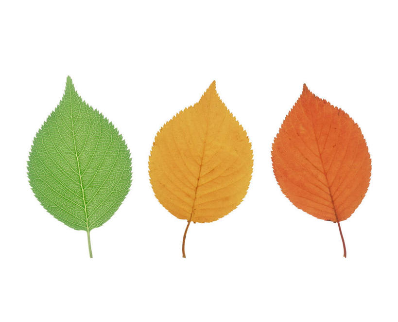 无人,横图,室内,特写,白天,白色背景,正面,植物,叶子,一排,朦胧,模糊,整齐,纹理,枯叶,绿叶,落叶,三片,排列,黄色,红色,绿色,嫩叶,摄影,影棚,队列,肌理,叶,叶片,叶脉,彩图,影棚拍摄,拍摄