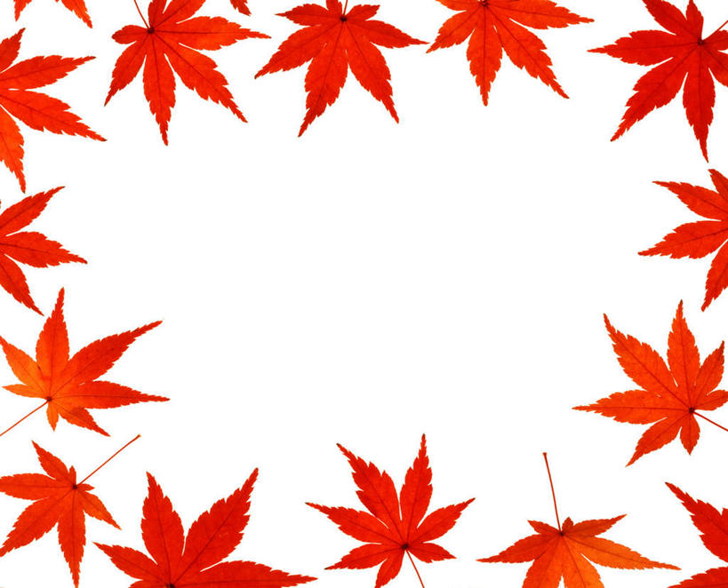 无人,横图,俯视,室内,特写,白天,白色背景,秋季,叶子,一排,朦胧,模糊,整齐,环绕,围绕,枫叶,枯叶,落叶,排列,黄色,红色,摄影,影棚,枫树叶,队列,叶,叶片,秋,秋天,彩图,高角度拍摄,影棚拍摄,拍摄