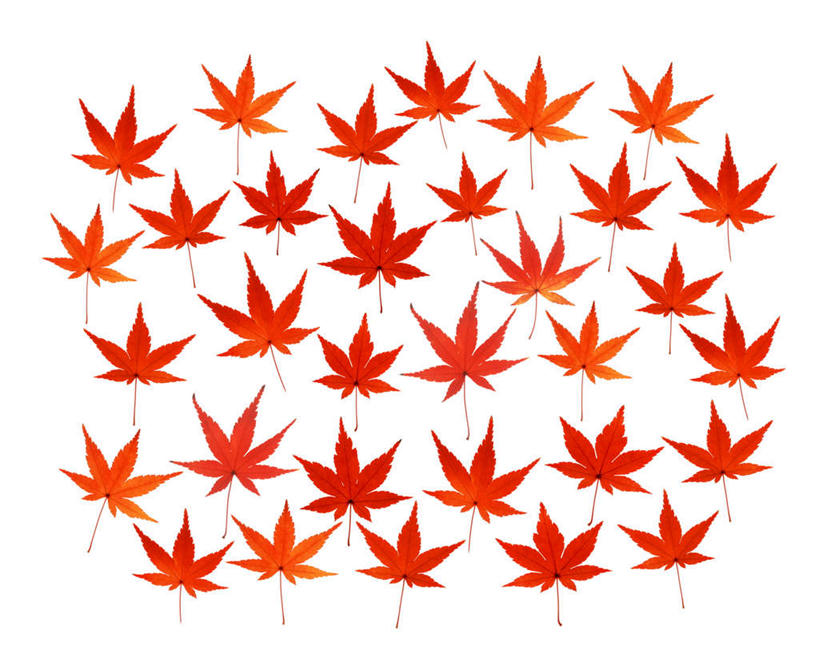 无人,横图,俯视,室内,特写,白天,白色背景,叶子,一排,许多,朦胧,模糊,整齐,枫叶,枯叶,落叶,排列,黄色,红色,摄影,影棚,枫树叶,队列,叶,叶片,彩图,高角度拍摄,影棚拍摄,拍摄