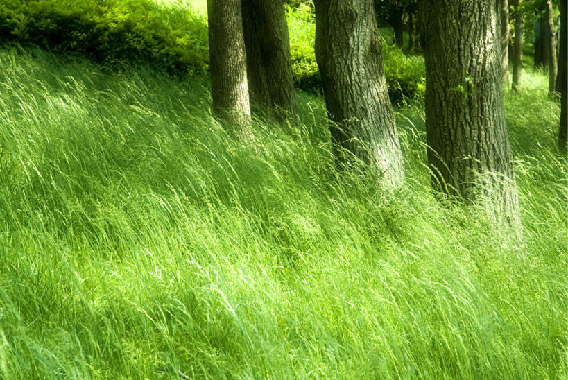 无人,农田,横图,室外,白天,正面,旅游,度假,庄稼,农作物,草地,草坪,美景,树林,植物,阴影,朦胧,模糊,光线,影子,景观,娱乐,草,树,树木,绿色,阳光,自然,享受,休闲,景色,放松,生长,成长,自然风光,彩图,耕地,庄稼田